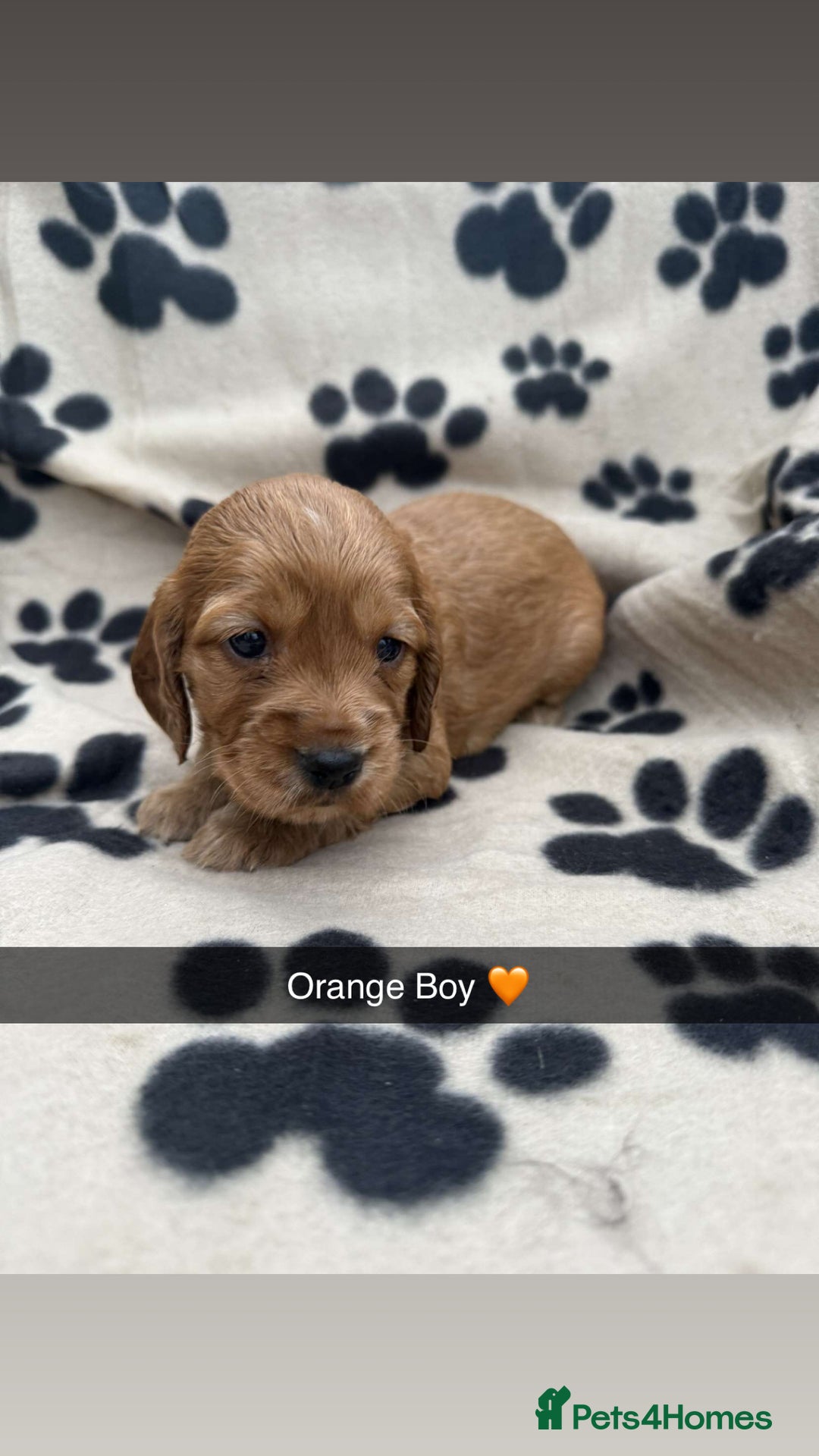 Cockapoo dogs for sale: Stunning F1B Cockerpoos - Image 7