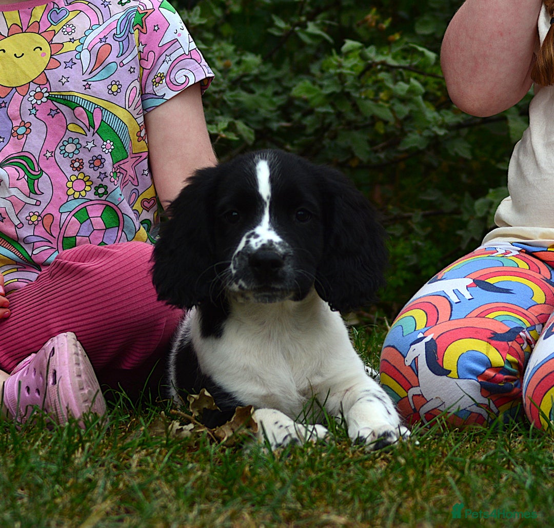 English Springer Spaniel dogs for sale: KC 10 week old Springer Spaniel puppies - Image 5