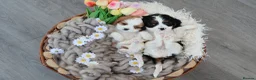 Cavalier King Charles Spaniel dogs for sale: HEALTH TESTED KC Cavalier King Charles Spaniels - Advert 4