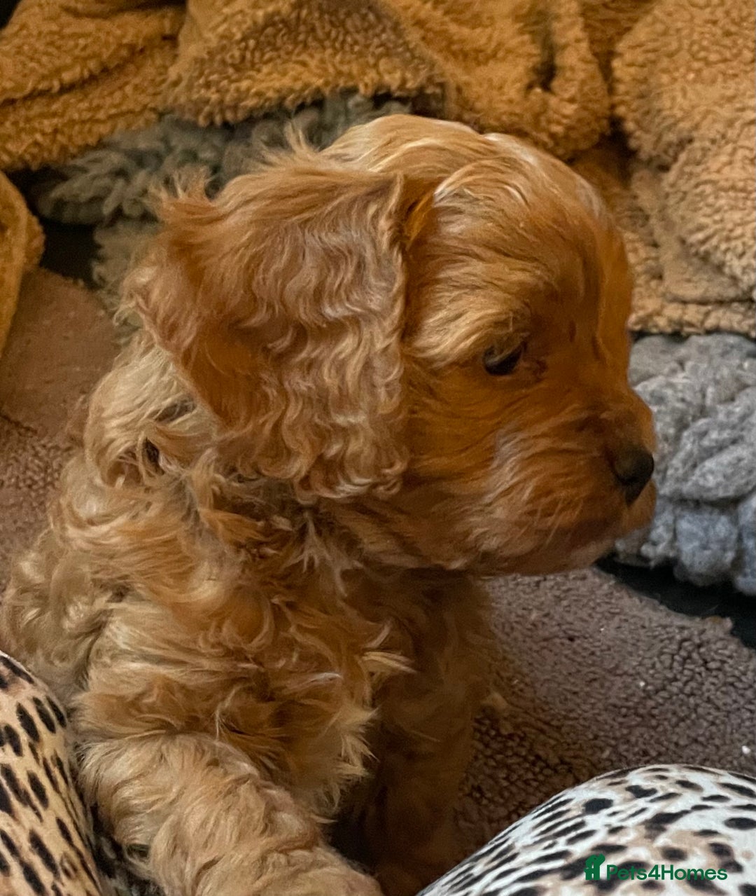 Cavapoo dogs for sale: F1b Cavapoooo  - Advert 18