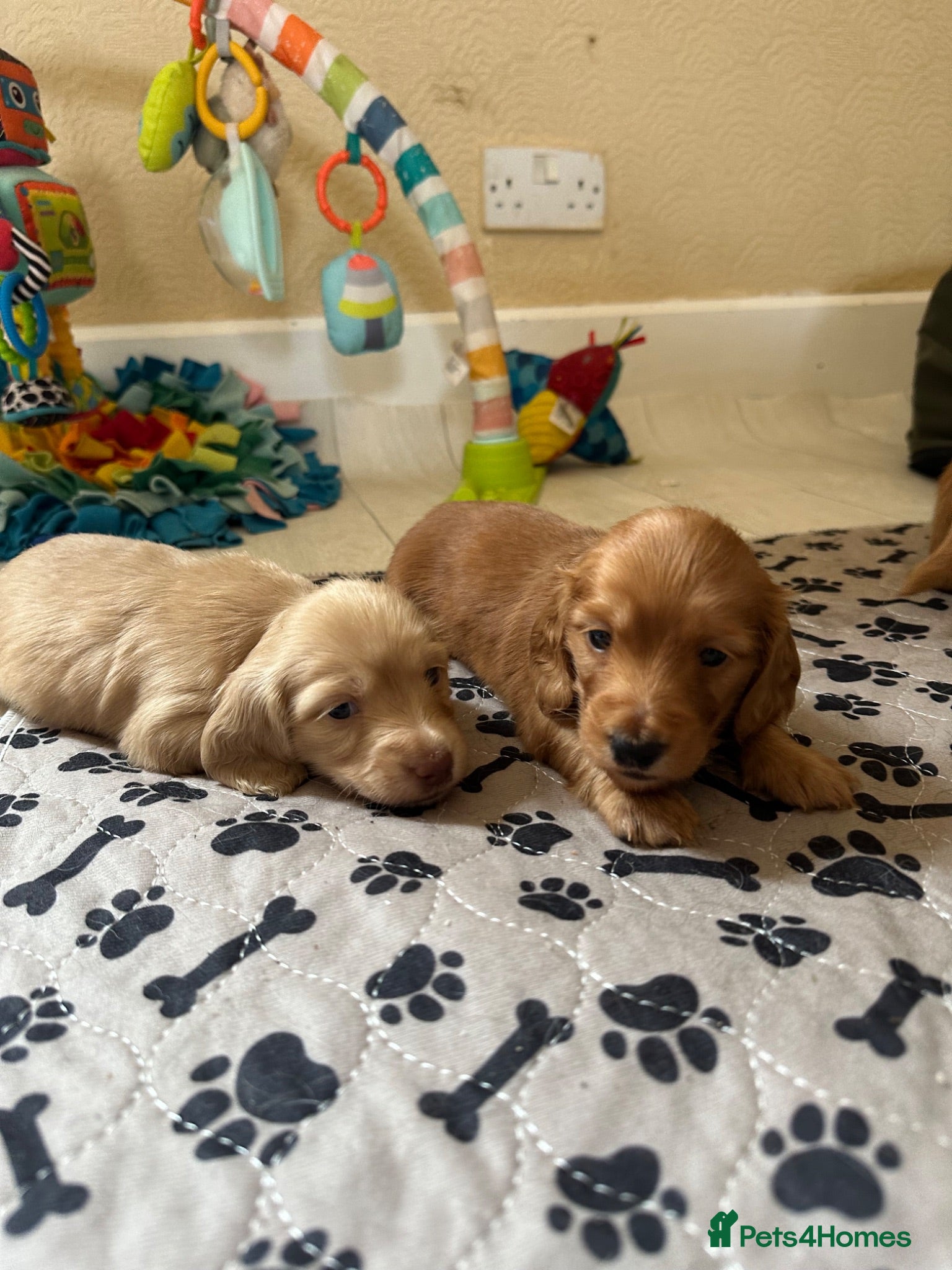 Miniature Dachshund dogs IVDD screened, Kc Reg & Health Tested Parents  - Advert 5
