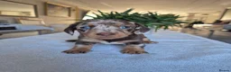 Miniature Dachshund dogs for sale: Beautiful Miniature Dachshund Puppies!💙💙♥️♥️♥️ - Advert 17