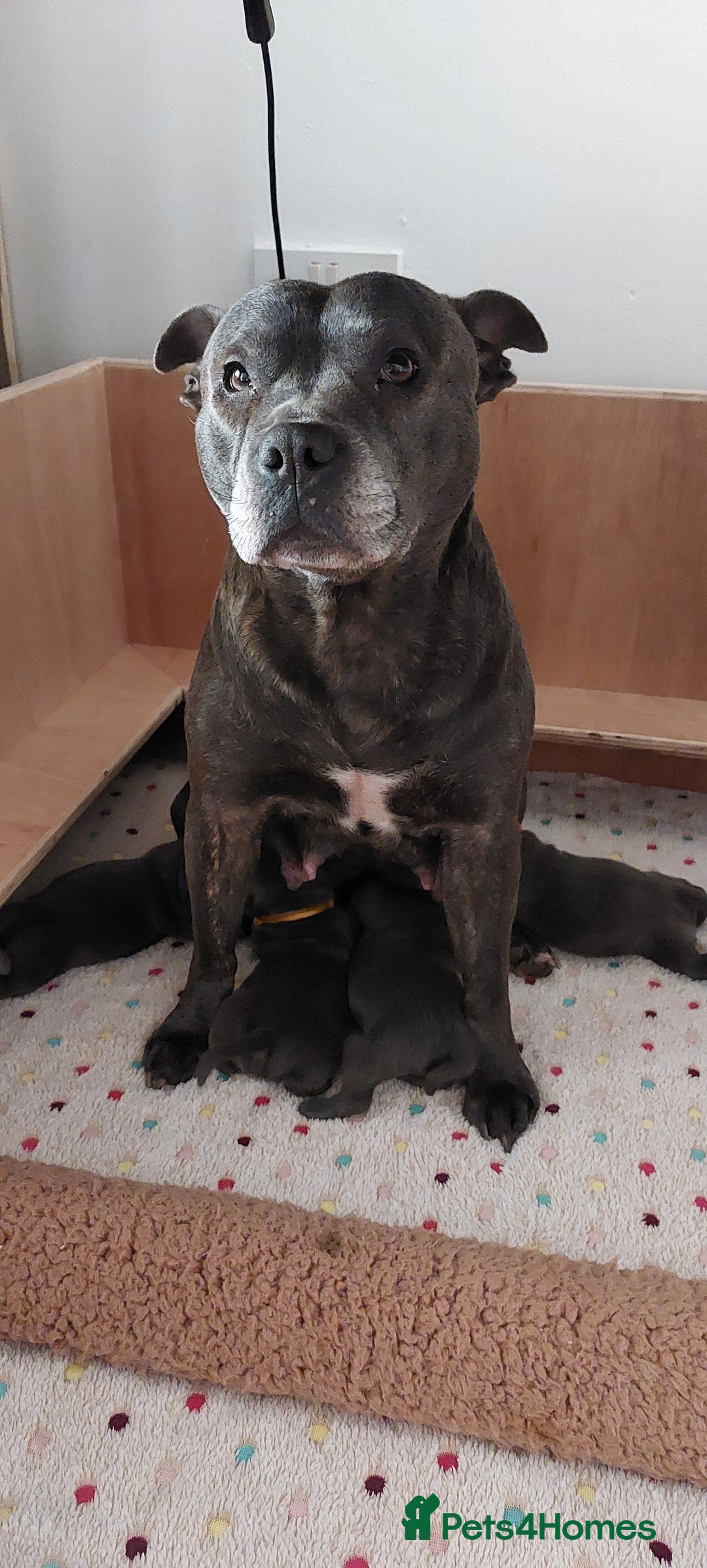 Staffordshire Bull Terrier dogs for sale: 💙KC Staffordshire Bull Terrier puppies 💙 - Advert 10