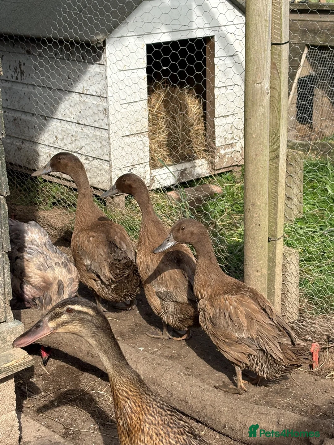 Chickens poultry for sale: Khaki Campbells - Advert 2