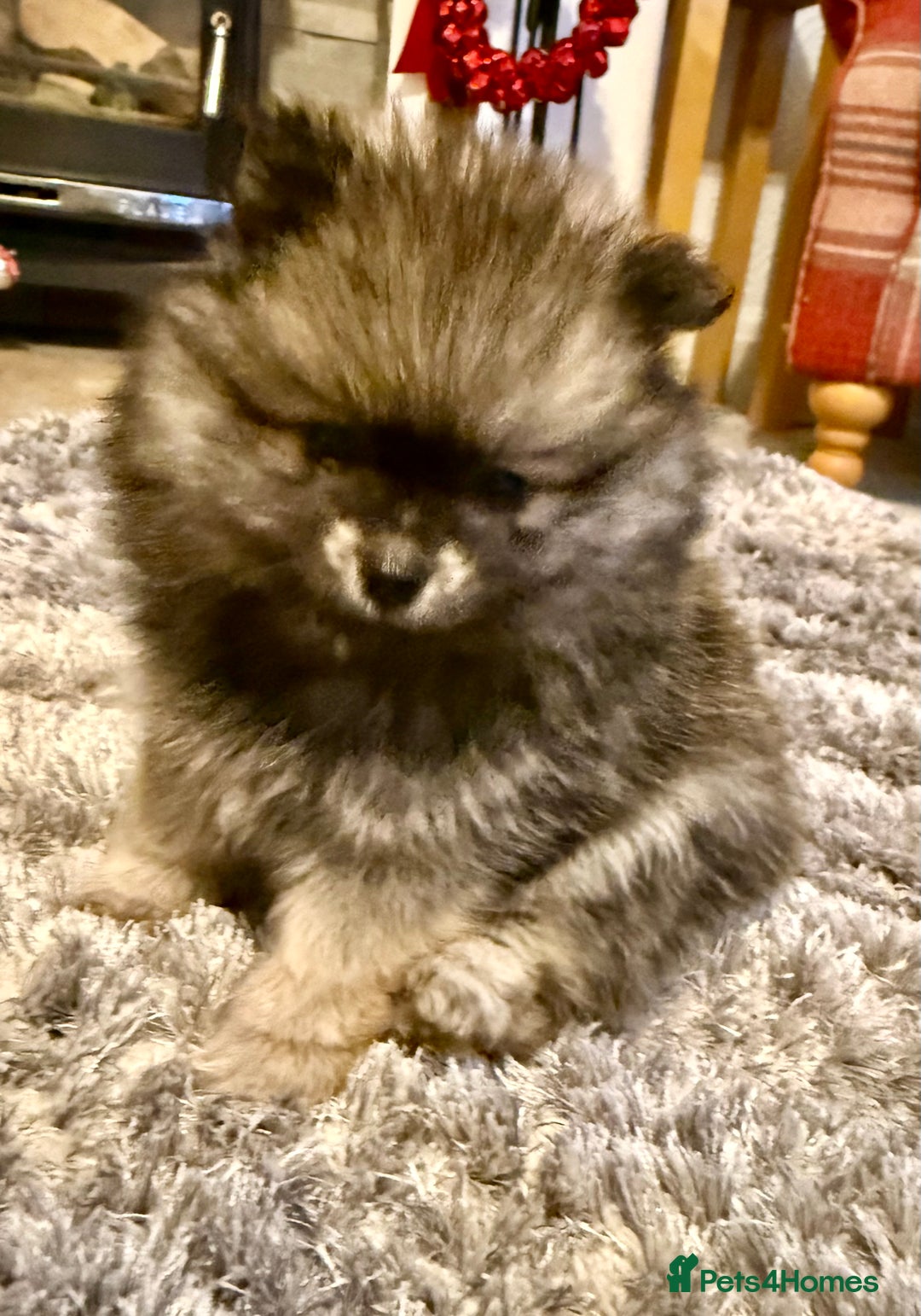Pomeranian dogs for sale: Pomeranian puppies for sale - Advert 19