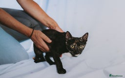 Siamese cats for adoption: Siamese cross and Tortoiseshell sister - Image 6