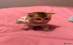 British Shorthair cats for sale: Quality British Shorthair kittens  - Image 8