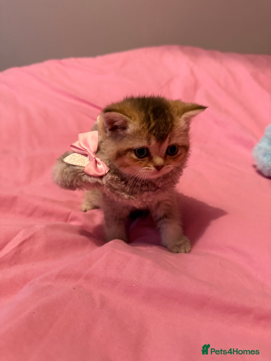British Shorthair cats for sale: Quality British Shorthair kittens  - Image 8