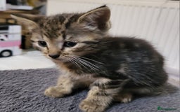 Domestic Shorthair cats for sale: Short hair domestic kittens - Image 1