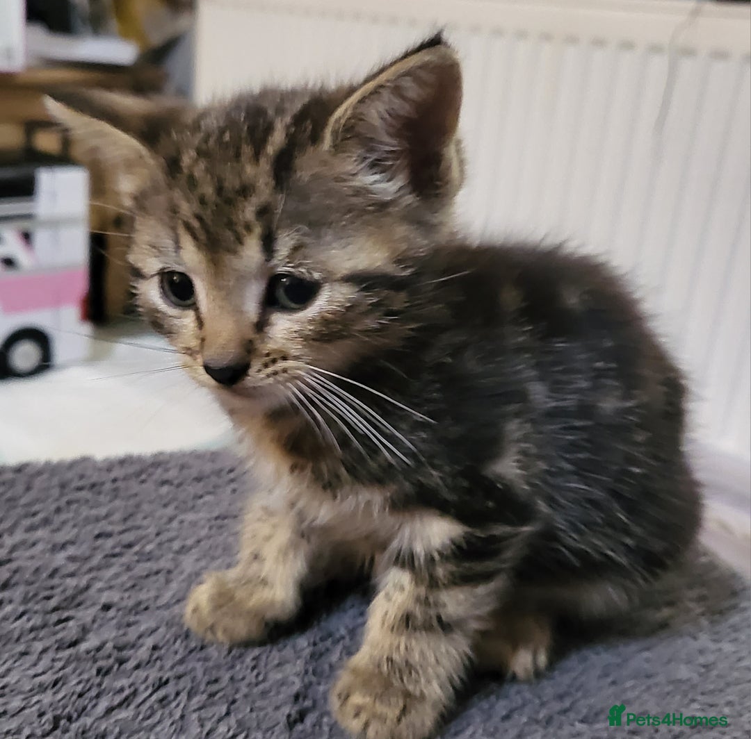 Domestic Shorthair cats for sale: Short hair domestic kittens - Image 1