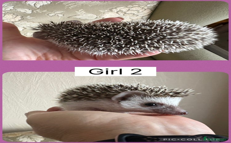 Pygmy Hedgehog rodents - Advert 13