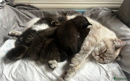 Persian cats for sale: Persian Kittens Looking for Loving Homes - Advert 31