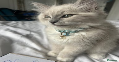 Ragdoll cats - Advert 10