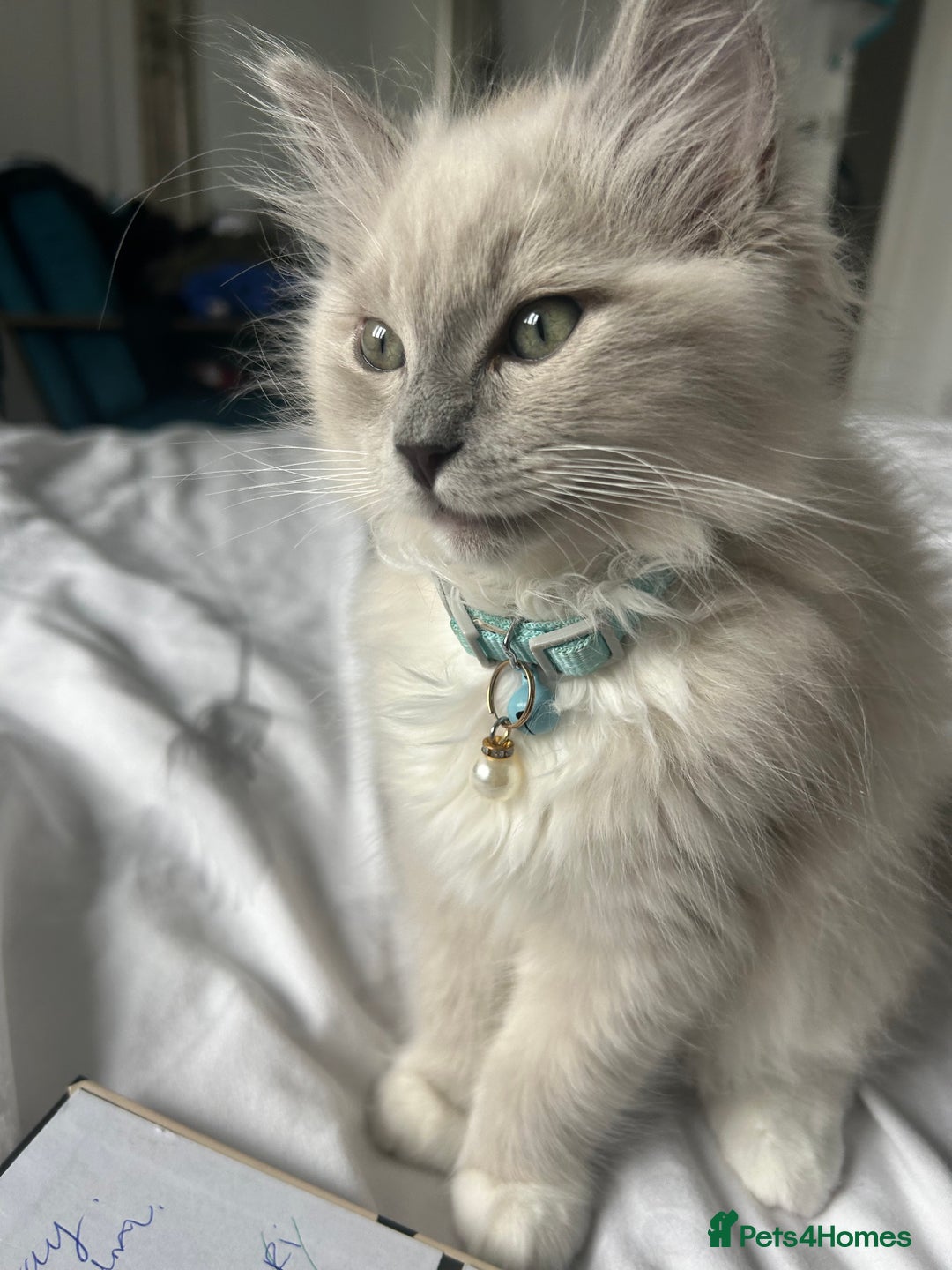 Ragdoll cats for sale: Blue mitted mink ragdoll ( male)  - Image 3