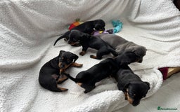 Miniature Dachshund dogs for sale: Miniature dachshund puppies - Image 2