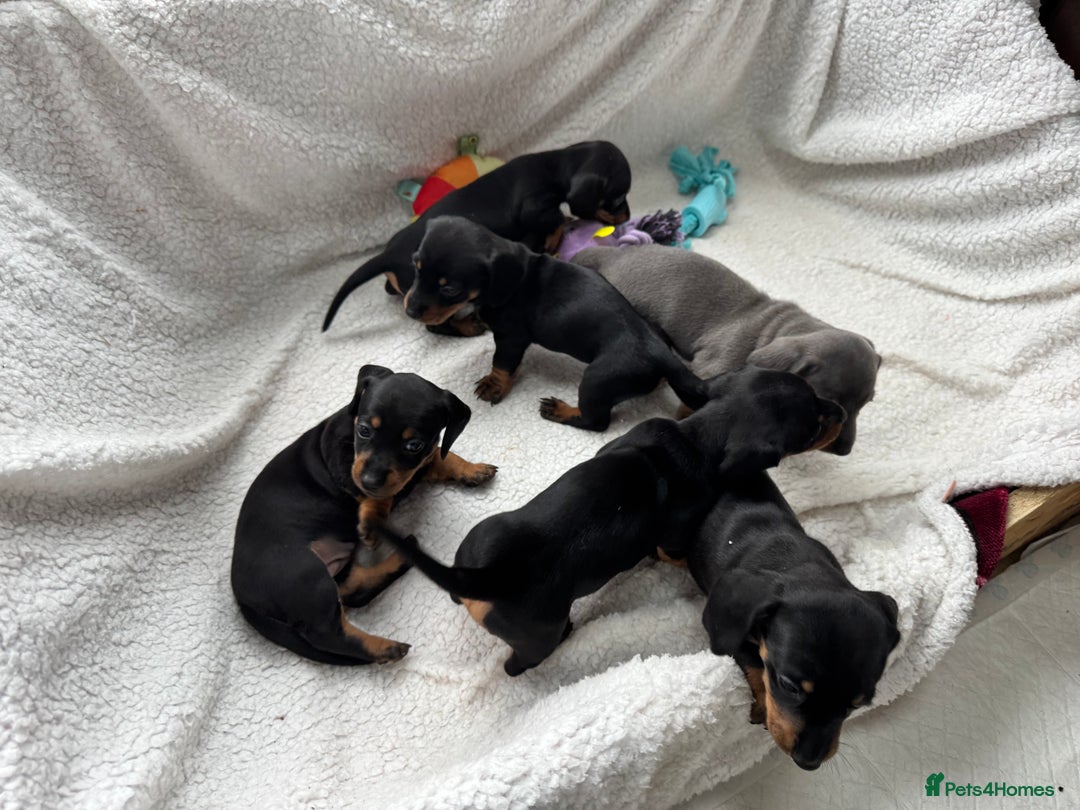 Miniature Dachshund dogs for sale: Miniature dachshund puppies - Image 2