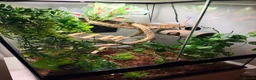 Gecko reptiles for sale: Crested gecko and full set up 45 x 45 x 60 in Tonypandy - Advert 3