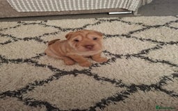 Shar Pei dogs for sale: Stunning boy shar pei (please watch video) - Image 4