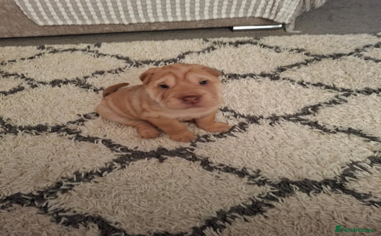 Shar Pei dogs - Advert 1