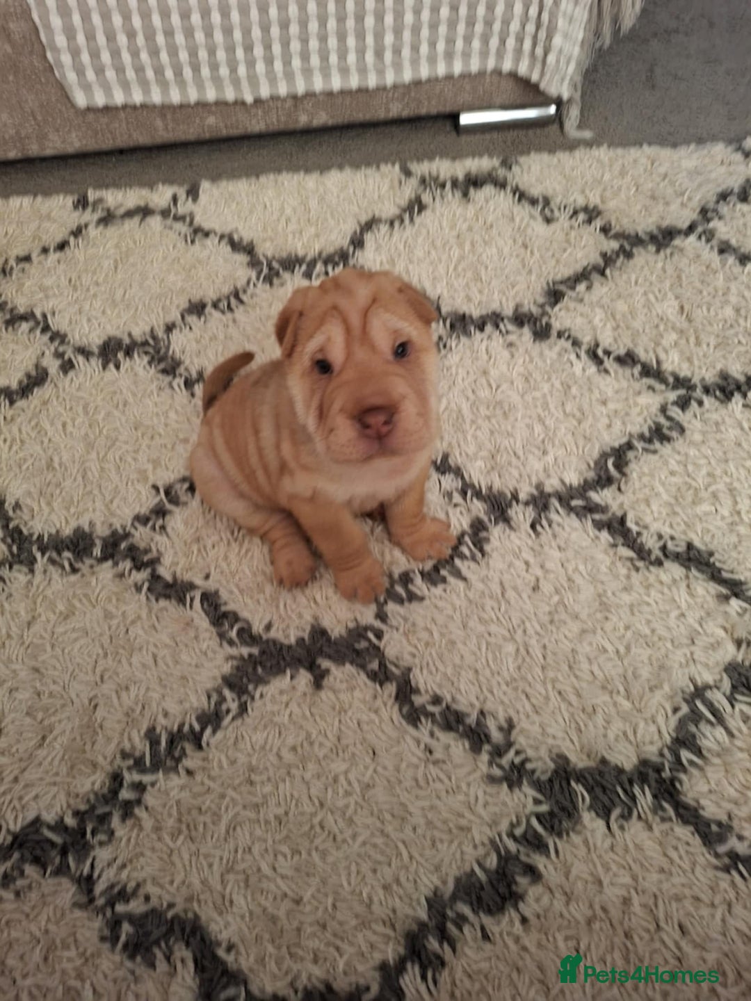 Shar Pei dogs for sale: Stunning boy shar pei (please watch video) - Image 4