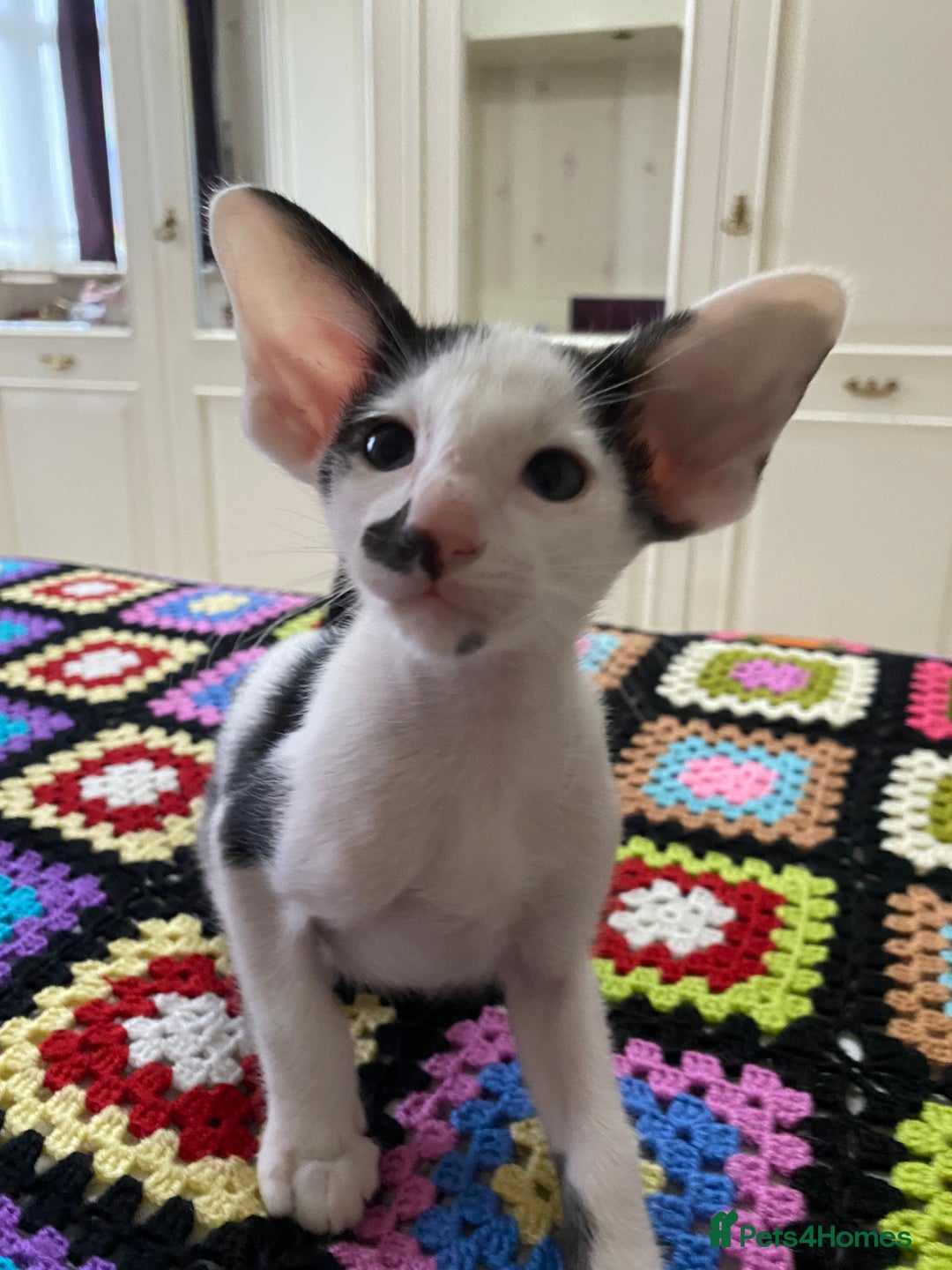 Oriental cats for sale: Beautiful Oriental Kittens for Sale - Advert 2