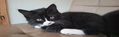 Kitten 3
