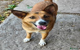 Mixed Breed dogs for adoption: 💖🐶 CLEO 🐶💖 - Image 14