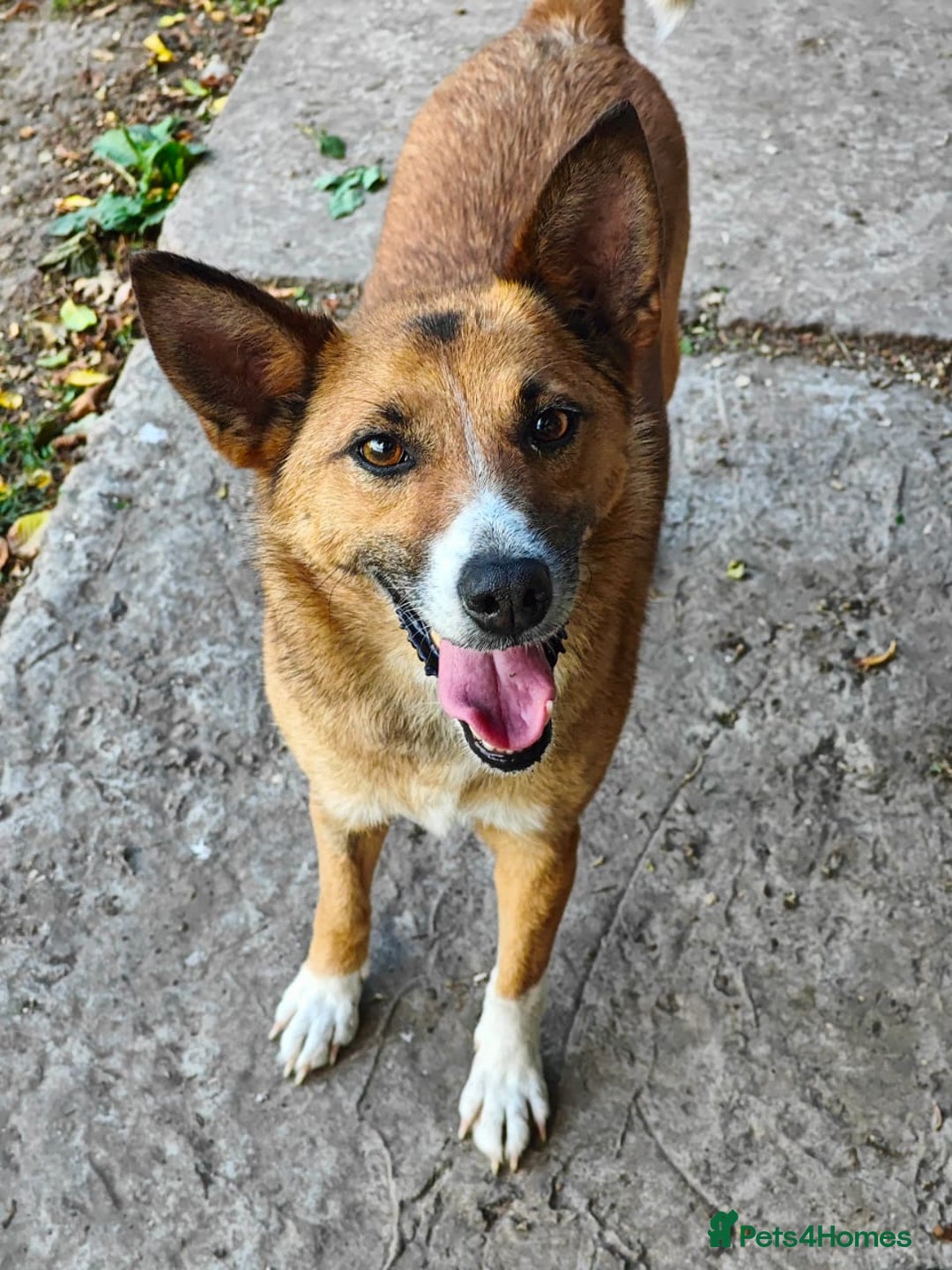 Mixed Breed dogs for adoption: 💖🐶 CLEO 🐶💖 - Image 14