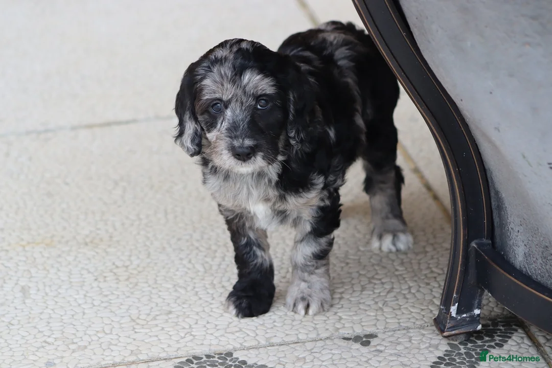 Cockapoo dogs for sale: F1 Cockapoo puppies for sale - Advert 32