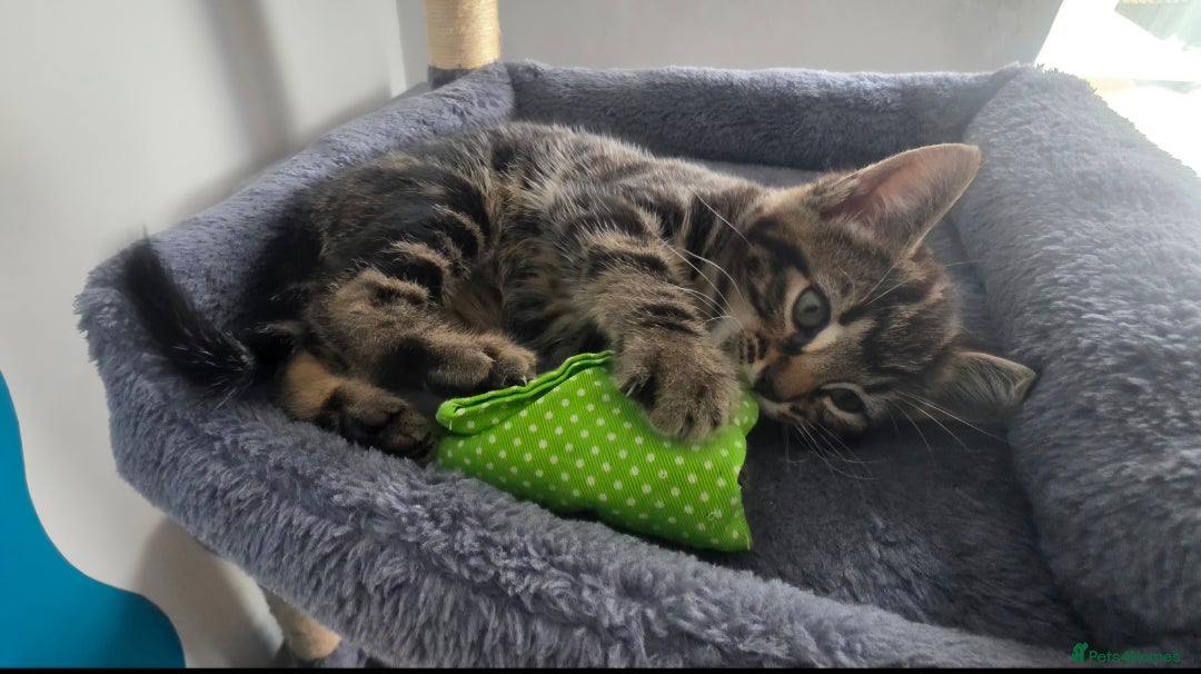Mixed Breed cats for sale: Three lovely kittens are looking for forever home - Image 29