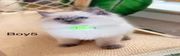 Ragdoll cats for sale: Stunning Champion bloodline TICA Ragdoll kittens - Advert 19