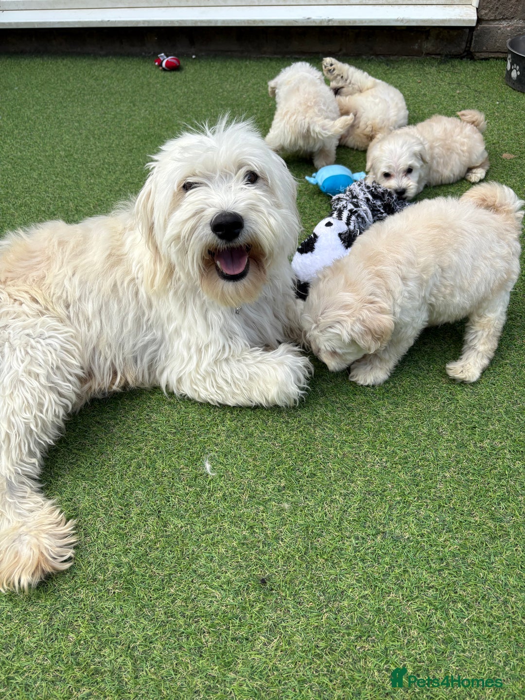 Cockapoo dogs for sale: F1B cockapoo (ready to go)  - Image 16