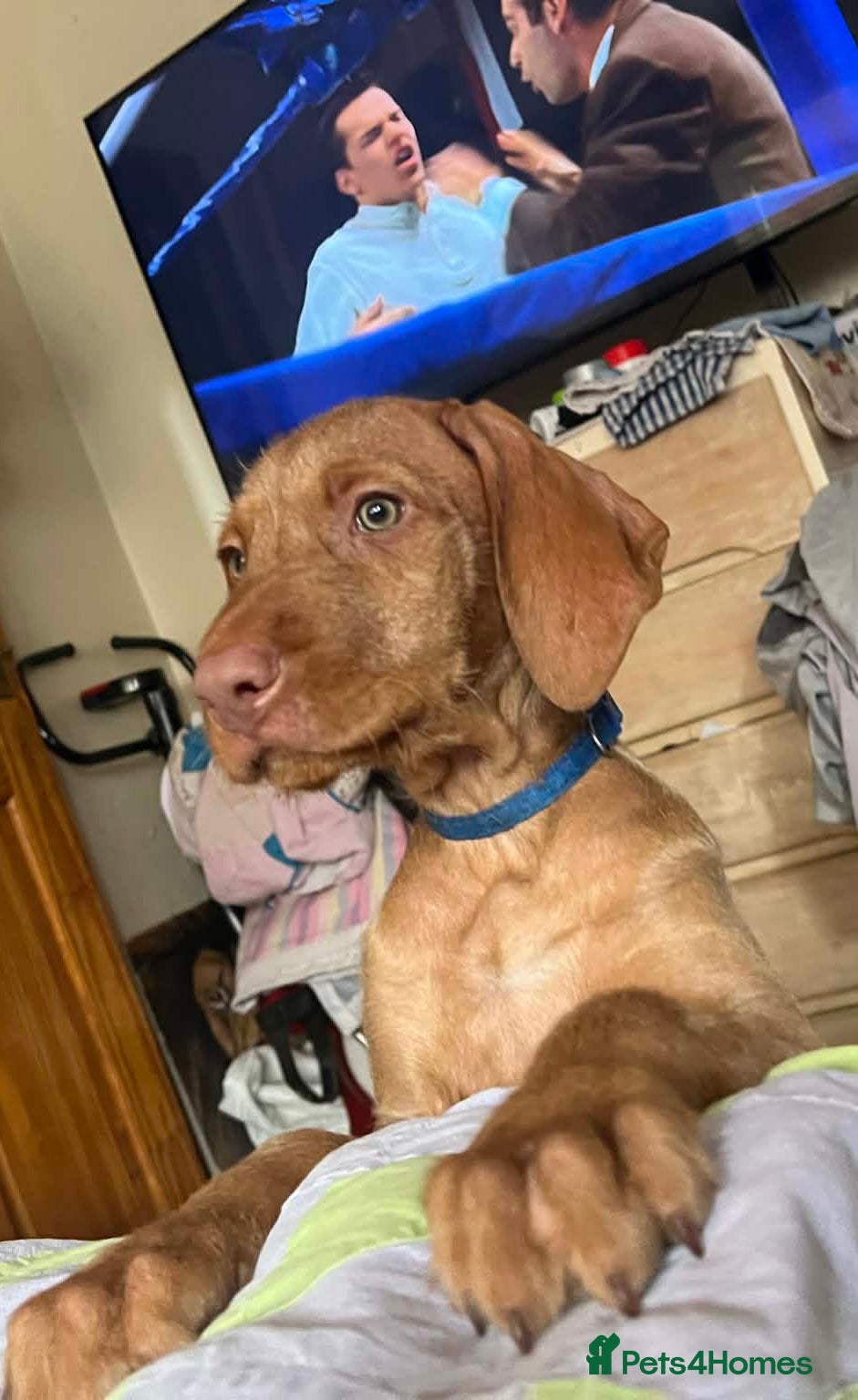 Hungarian Vizsla dogs Adorable Hungarian Vizsla Puppies-Family Raised - Advert 1