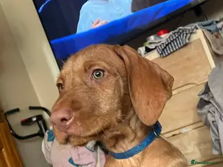 Hungarian Vizsla dogs Adorable Hungarian Vizsla Puppies-Family Raised - Advert 1