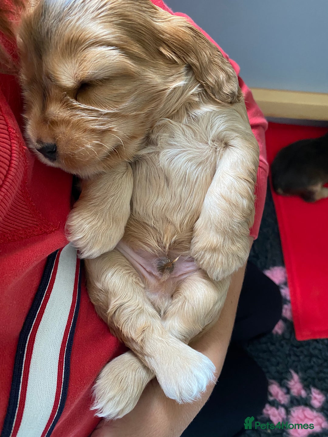 Cocker Spaniel dogs for sale: KC Sable show type Cocker spaniel puppies - Image 14