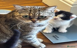 Mixed Breed cats for sale: Scotish straight and mixed  - Image 8
