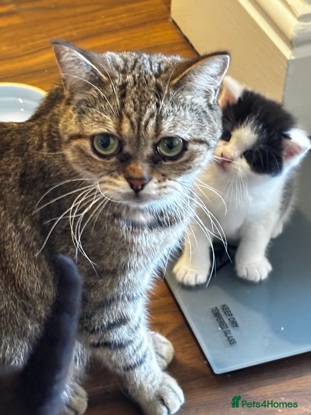 Mixed Breed cats for sale: Scotish straight and mixed  - Image 8