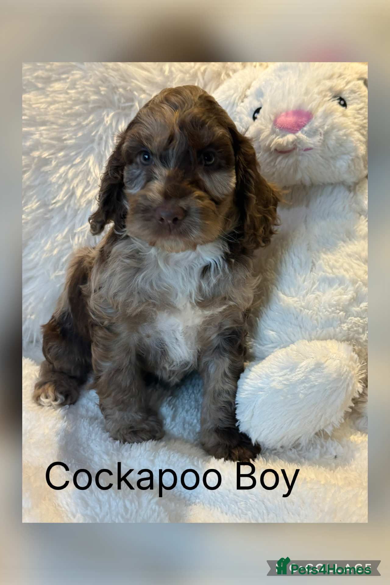 Cockapoo dogs F1 Show Cockapoo’s - Advert 6