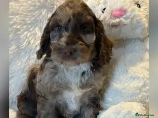 Cockapoo dogs F1 Show Cockapoo’s - Advert 6