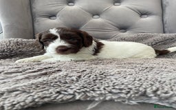 Mixed Breed dogs for sale: Australian Goldendoodles stunning litter  - Image 1