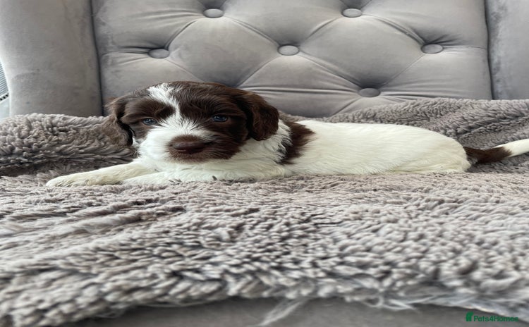 Mixed Breed dogs - Advert 3