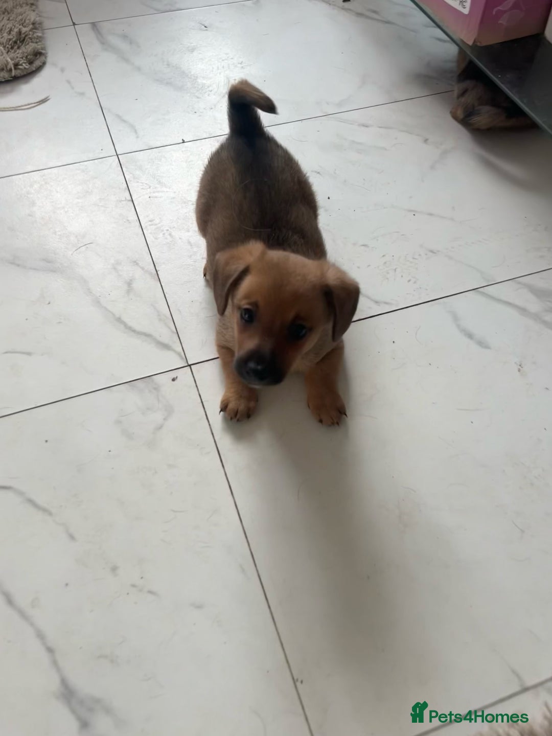 Pomchi dogs for sale: Beautiful pomchi puppies  - Advert 6