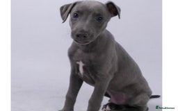 Whippet dogs for stud: BLUE PEDIGREE KC REGISTERED WHIPPET AT STUD in Salisbury - Image 8