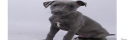 Whippet dogs for stud: BLUE PEDIGREE KC REGISTERED WHIPPET AT STUD in Salisbury - Advert 8