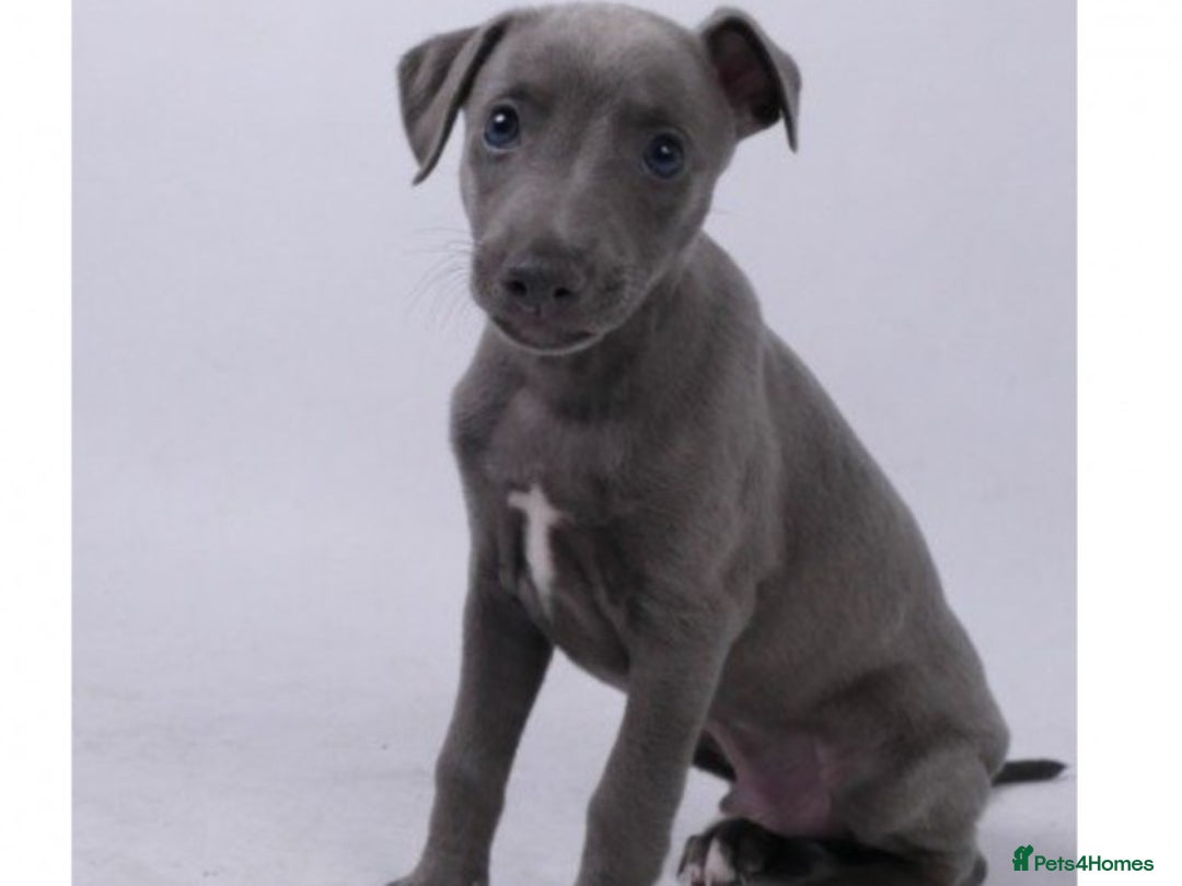 Whippet dogs for stud: BLUE PEDIGREE KC REGISTERED WHIPPET AT STUD in Salisbury - Image 8