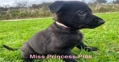 German Shepherd dogs - Advert 4
