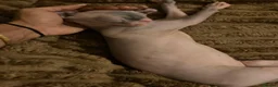 Sphynx cats for sale: Canadian elf sphinx - Advert 6