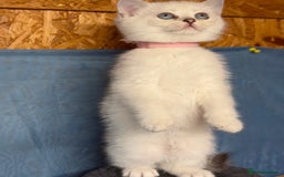 British Shorthair cats for sale: AdorableBritish shorthair silver/golden kitensTICA - Image 9