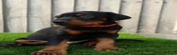 Dobermann dogs for sale: Quality European Dobermann Puppies - 2 Remaining - Advert 26