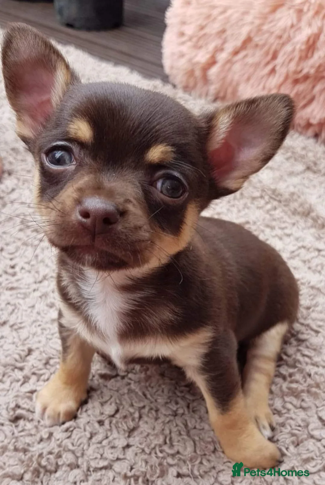 Chihuahua dogs for stud: Chocolate Tri  for stud in Ipswich - Advert 5